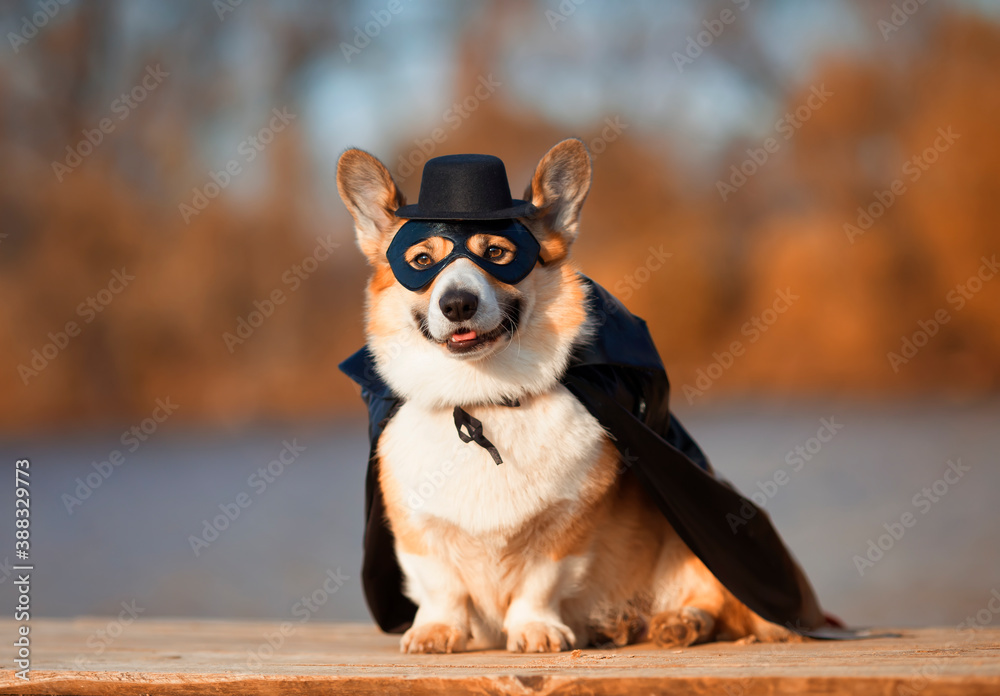 portrait of a Corgi dog in a superhero Cape and mask sitting outside on a Sunny day with a mysterious smile portrait of a Corgi dog in a superhero Cape and mask sitting outside on a Sunny day with a mysterious smile