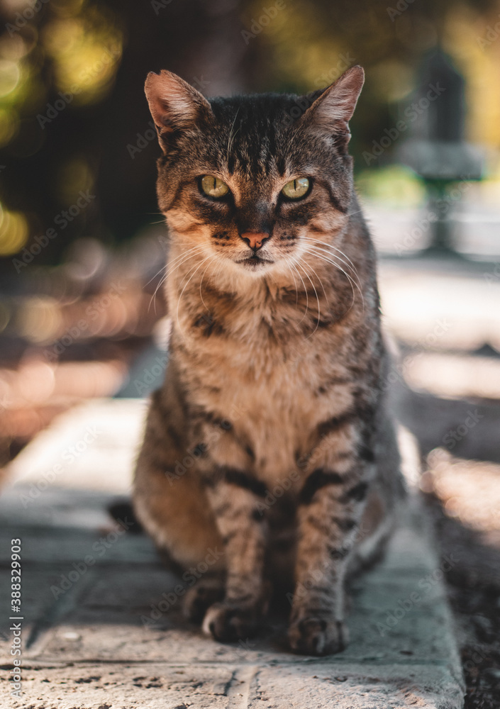 Naklejka premium Gato de ojos verdes y marrones en un parque