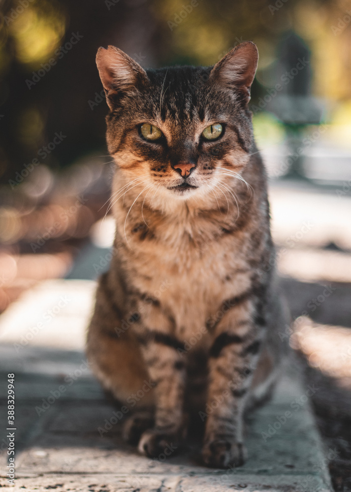 Gato de ojos verdes y marrones en un parque