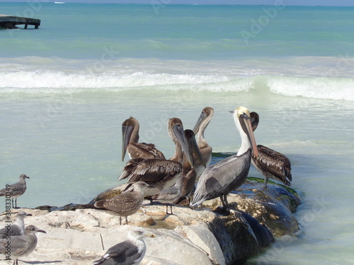 The beautiful beaches and wildlife of  the Mexican Isla Contoy, Holbox and Cozumel islands in the Gulf of Mexico photo