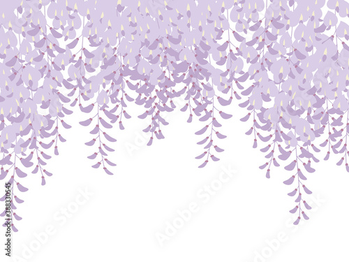 藤の花の背景_和風イラスト_藤棚