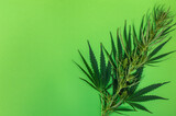 One cannabis branch on green background,  marijuana as a therapeutic and recreational drug, copy space for text