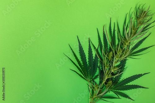 One cannabis branch on green background, marijuana as a therapeutic and recreational drug, copy space for text