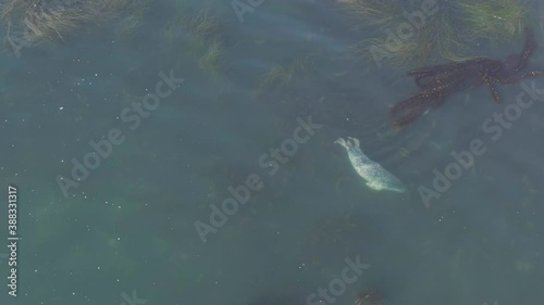 Seal Playing in the Ocean