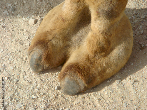 Photography Camel toe image showing camel's foot on dry sandy ground