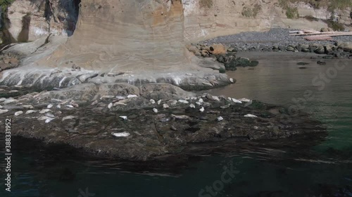 Seals on Ocean Rocks