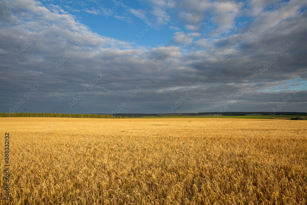 a field of ripe Golden wheat on a Sunny day. Clouds in the sky,