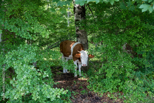 nosy cow in the green forest, beside a tree