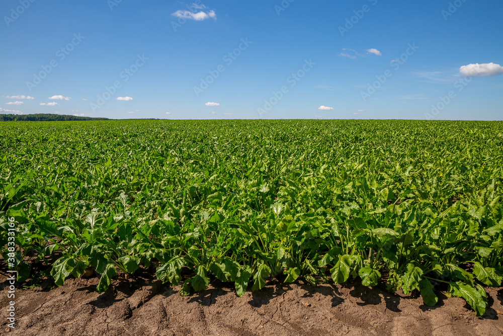 Sugar beet. Ripe beets grow in the field on a Sunny day.