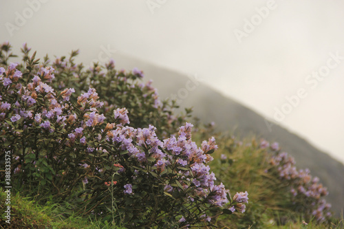 strobilanthes kunthiana flower which blooms once in 12 years,neelakurinji in nilgiri hills photo