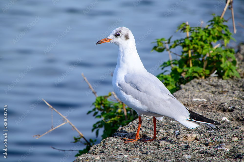 Fototapeta premium black headed gull bird feather