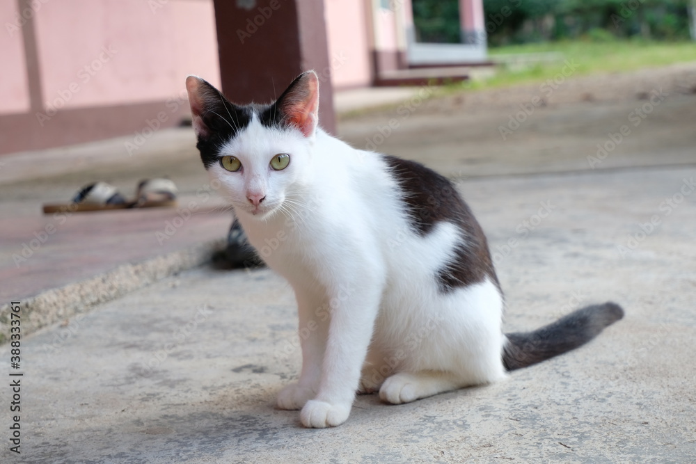 white cat on the street
