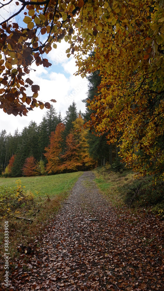 a hiking trail in the Bruggerwald in Titisee-Neustadt, in the month of October, Germany