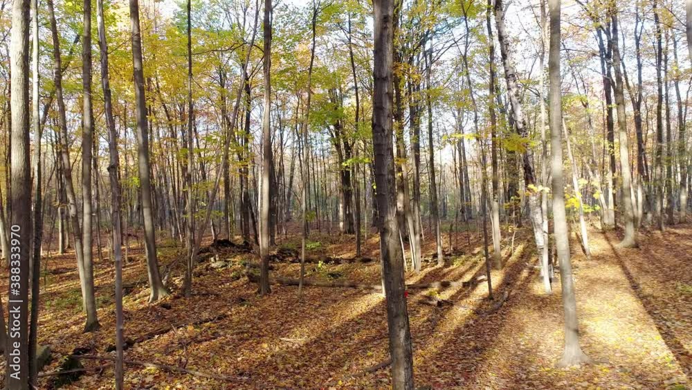Flying through the trees in mid air with a drone in the undergrowth showing naked trees and leaves covering the path Flying through the trees in mid air with a drone in the undergrowth showing naked trees and leaves covering the path