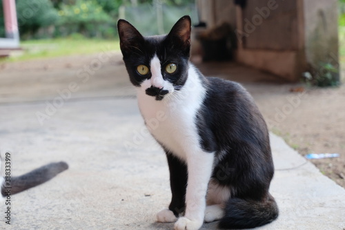 black and white cat on the wall