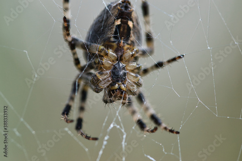 Crowned orb weaver spider macro texture, underside view, insect in the web waiting for a prey, detailed, textured with blurred pale green background