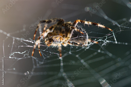 Orangie, pumpkin spider in a web macro texture, side view of insects hairy legs, jaws and abdomen on a dark green blurred background, isolated, selective focus 