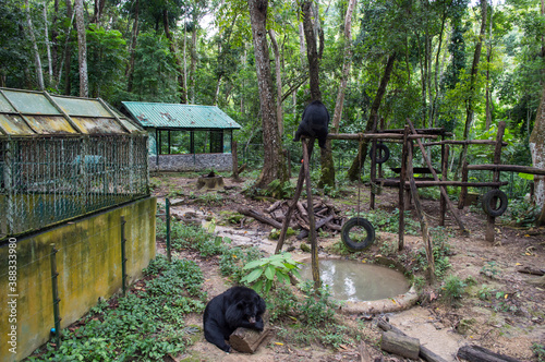 Black Bears at a Sanctuary at Kuang Si Waterfall near Luang Prabang, Laos © MilesAstray