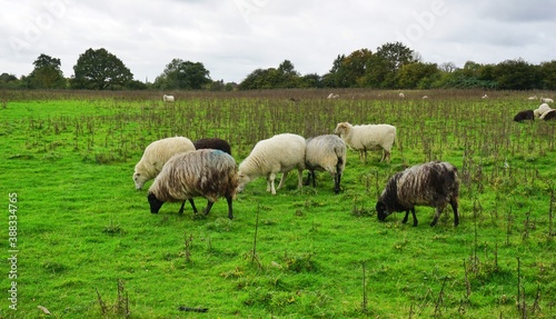 Fototapeta Naklejka Na Ścianę i Meble -  herd of sheep