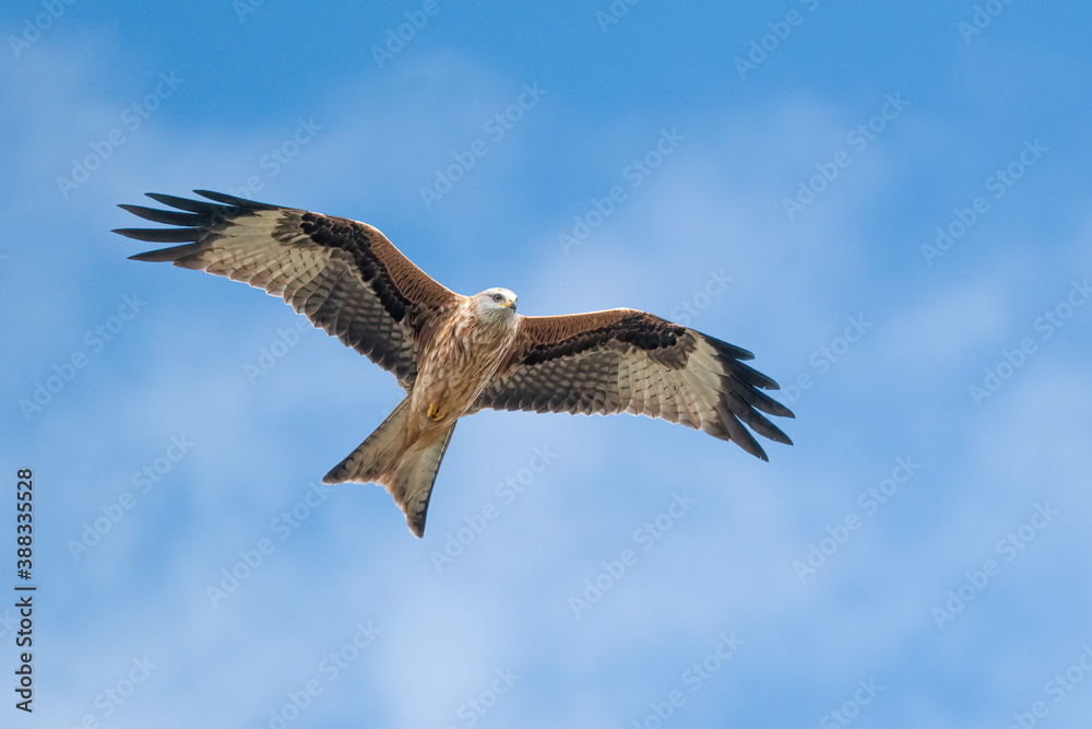 Red Kite flying in front of blue sky Red Kite flying in front of blue sky