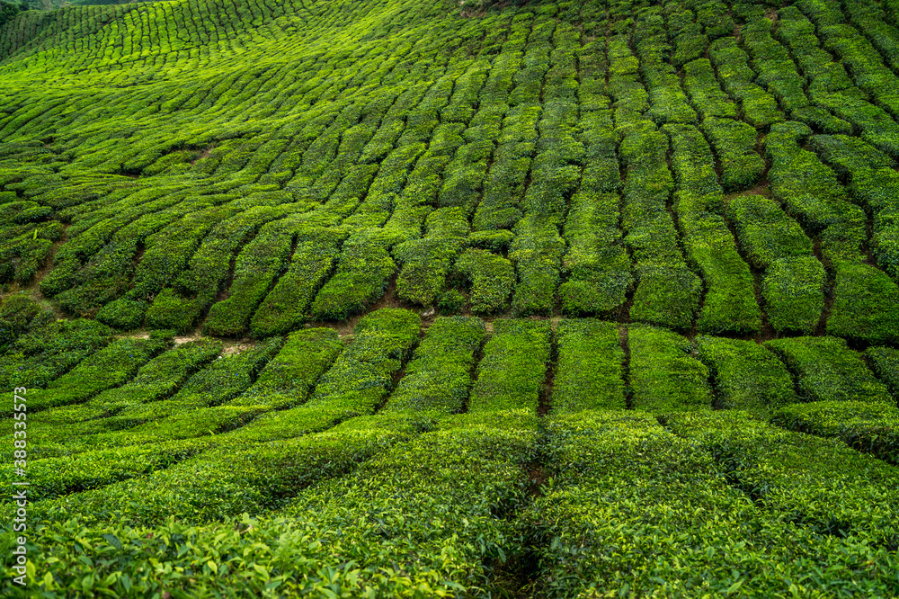 green tea leaves stripes on plantation