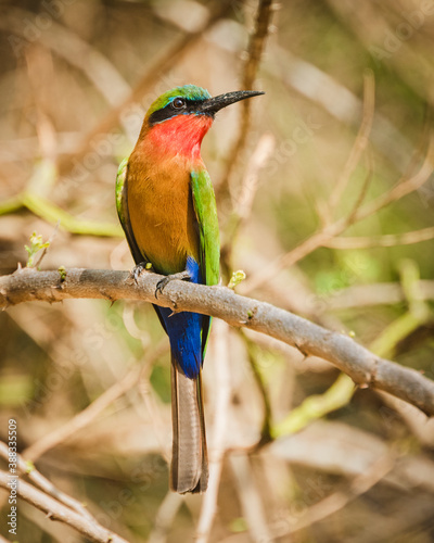 Red-throated  Bee-eater at Murchison falls National Park photo