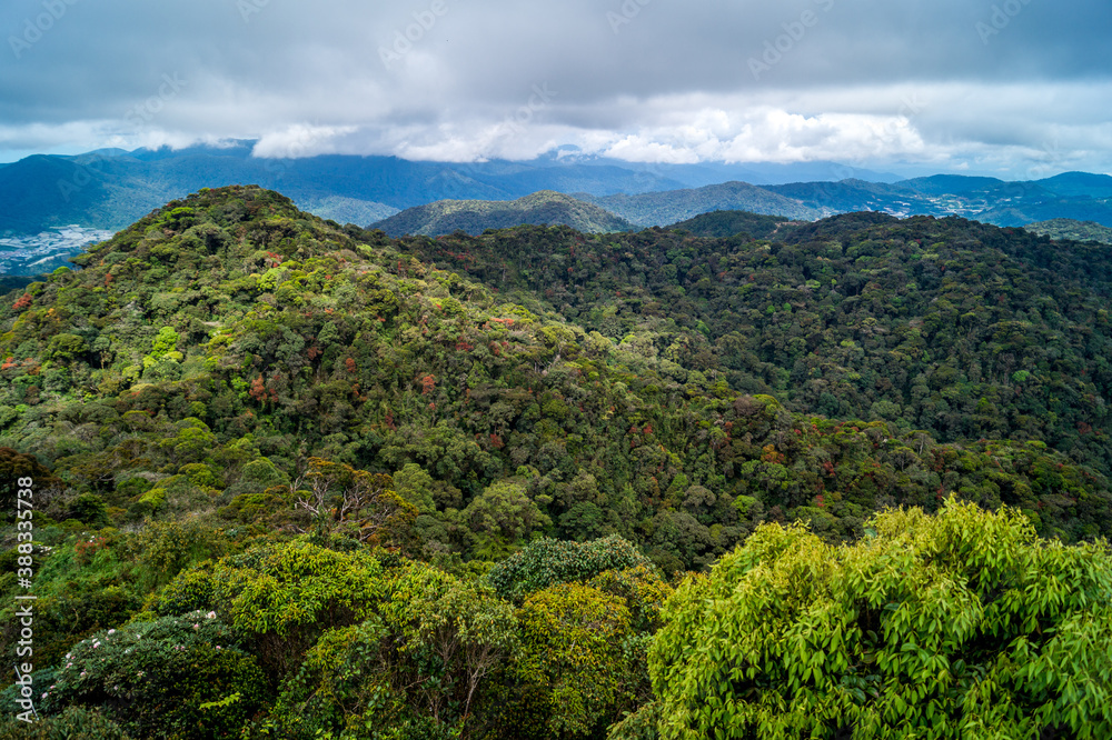 jungle landscape from the top of the mountain
