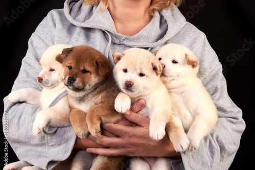 Fototapeta Four cute Shiba inu puppies in the hands of a breeder