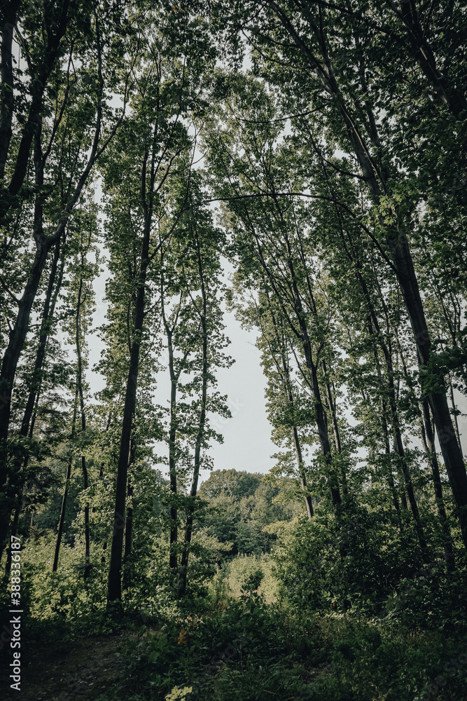 forest in the morning forest in the morning