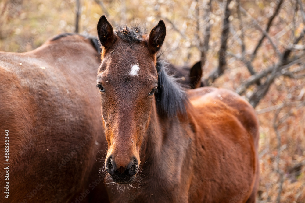 portrait of a brown horse