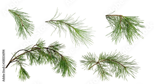 Many different branches of pine tree on white background