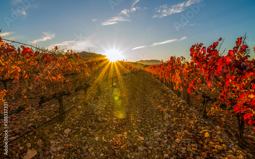 Vineyards of La Rioja with autumn colors, reds, oranges,