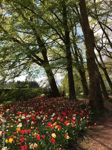 Tulips at Chateau Grand Bigard, Belgium