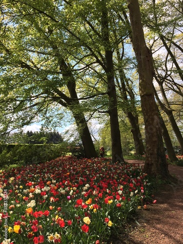 Tulips at Chateau Grand Bigard, Belgium