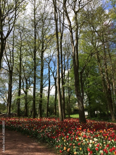 Tulips at Chateau Grand Bigard, Belgium