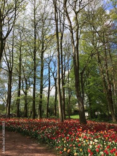 Tulips at Chateau Grand Bigard, Belgium