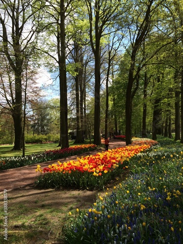 Tulips at Chateau Grand Bigard, Belgium