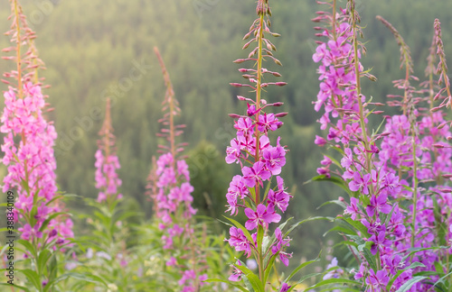 Bright flowers of narrow-leaved cypress (chamaenerion angustifolium, or epilobium angustifolium) in the Altai mountains. Altai Republic, Siberia, Russia.