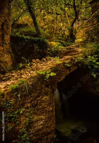 tunnel in the forest