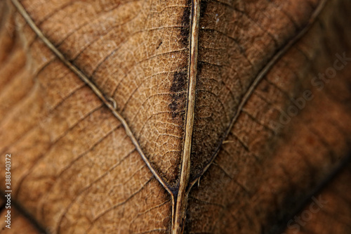 close up of leaf