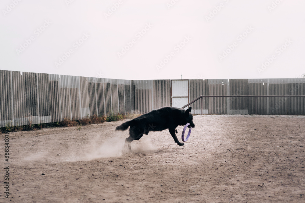 Black large adult male German shepherd dog runs around the dog Playground and plays with a blue round dog ring toy and the dust is a pillar. Active games with the dog in the fresh air. Black large adult male German shepherd dog runs around the dog Playground and plays with a blue round dog ring toy and the dust is a pillar. Active games with the dog in the fresh air.