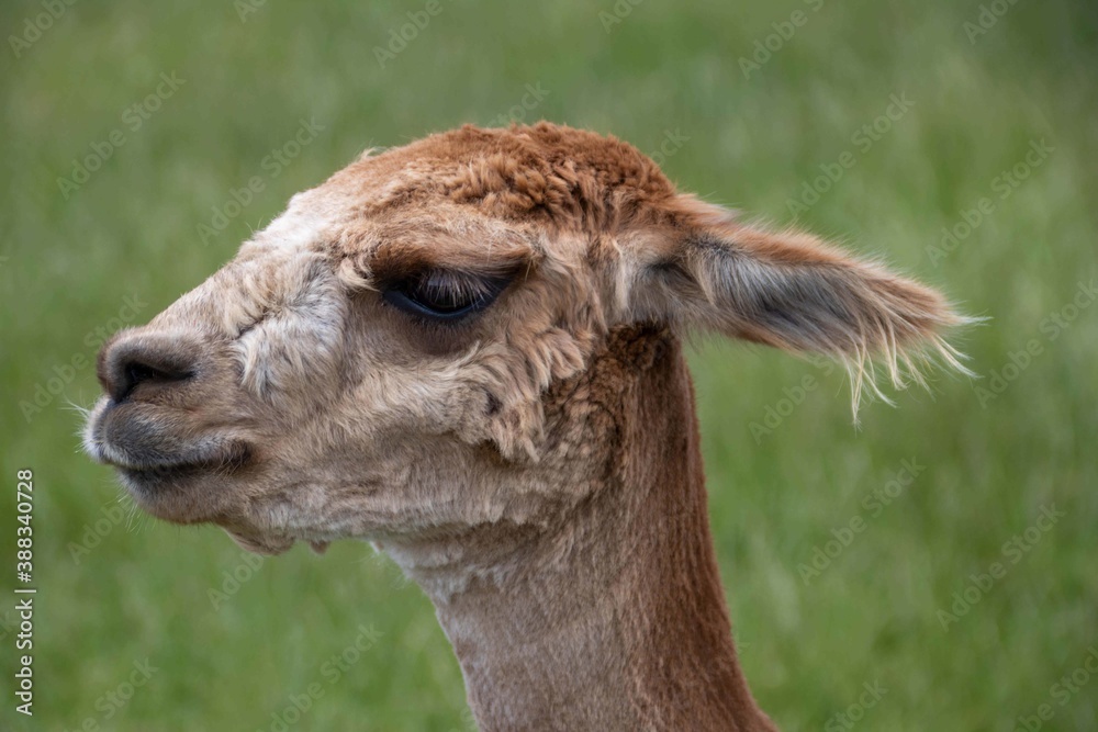 Obraz premium pretty alpaca posing for the camera