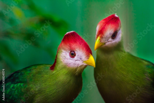 Turaco mit rotem Schopf, Tauraco-erythrolophus, seltener farbiger grüner Vogel mit rotem Kopf