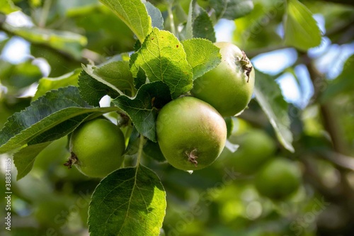 crisp green apples ripening in the sunshine