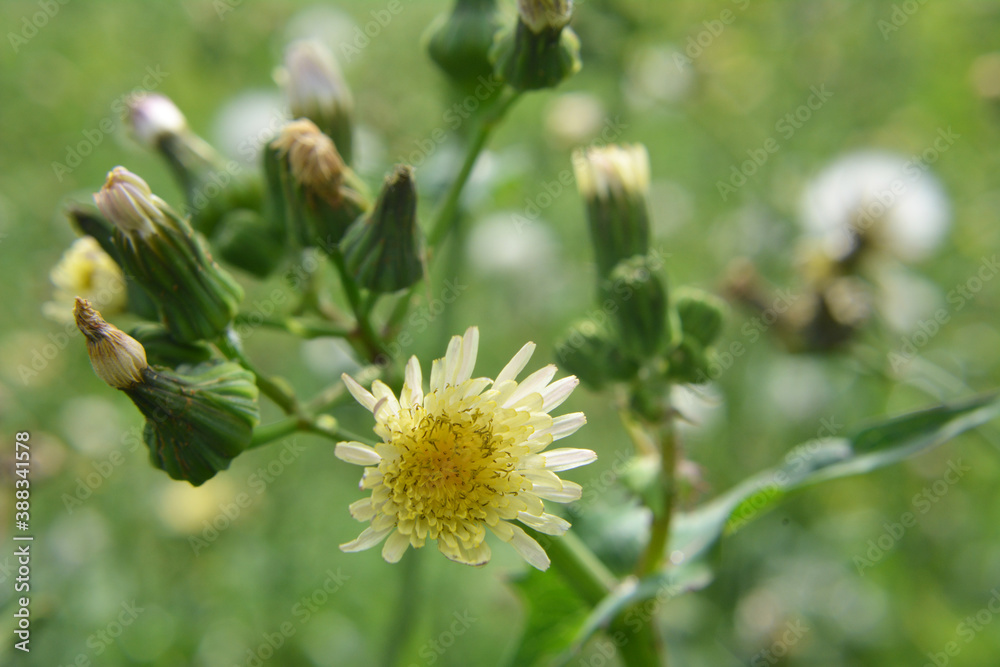 Yellow thistle (Sonchus asper) grows in nature. Yellow thistle (Sonchus asper) grows in nature.