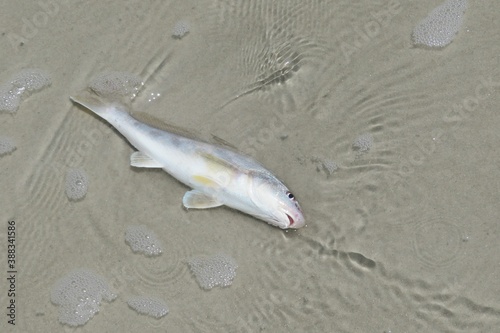 Ocean fish on the beach in Atlantic coast of North Florida