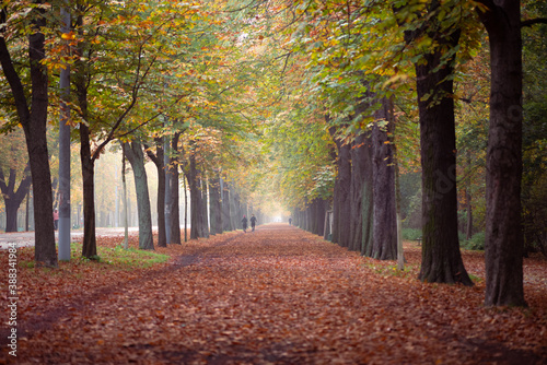 Valokuva Autumn avenue in Vienna with colorful foliage, leaves on the ground and foggy background