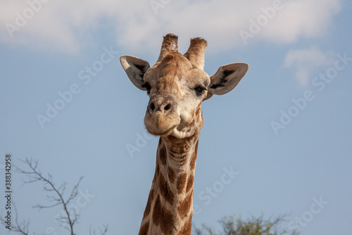 Photography Giraffe portrait