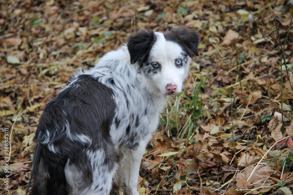 blue merle border collie dog, puppy, blue eyes, pink nose blue merle border collie dog, puppy, blue eyes, pink nose