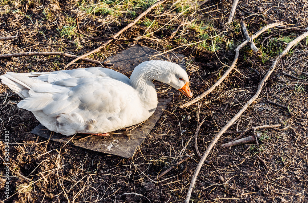 Fototapeta premium big goose goose in the meadow in the pen and nibble the grass
